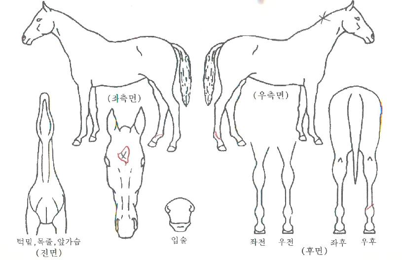 ±×·¹ÀÌÆ®ÆÞÀÇ Ãø¸é,¿ì¸é,µÞ¸é,µÎ»ó,´Ù¸®ÀÇ Æ¯Â¡µµÇØ