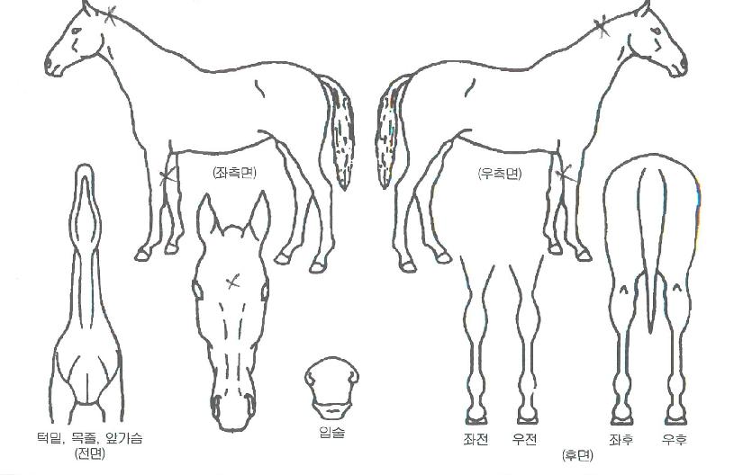 ½î¾Æ¶óõ¿ÕÀÇ Ãø¸é,¿ì¸é,µÞ¸é,µÎ»ó,´Ù¸®ÀÇ Æ¯Â¡µµÇØ