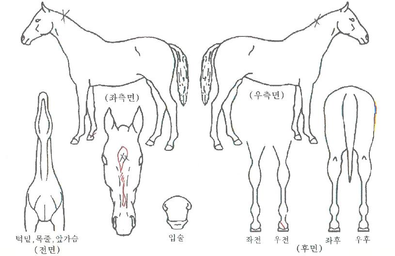 ��ƶ󿩿��� ����,���,�޸�,�λ�,�ٸ��� Ư¡����