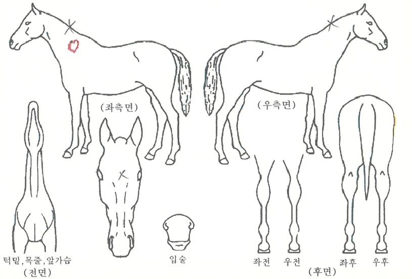 »ûº°ÀÌÀÇ Ãø¸é,¿ì¸é,µÞ¸é,µÎ»ó,´Ù¸®ÀÇ Æ¯Â¡µµÇØ