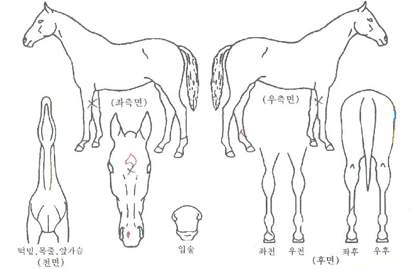 â¿µÄĽºÀÇ Ãø¸é,¿ì¸é,µÞ¸é,µÎ»ó,´Ù¸®ÀÇ Æ¯Â¡µµÇØ