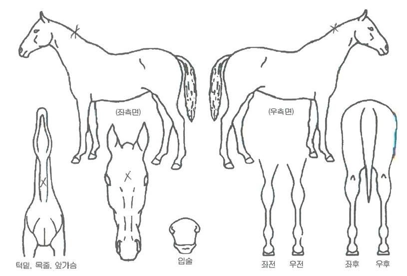 ��ٸ������� ����,���,�޸�,�λ�,�ٸ��� Ư¡����