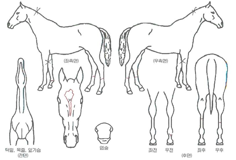 ´õ»þ¿ìÆ®ÀÇ Ãø¸é,¿ì¸é,µÞ¸é,µÎ»ó,´Ù¸®ÀÇ Æ¯Â¡µµÇØ