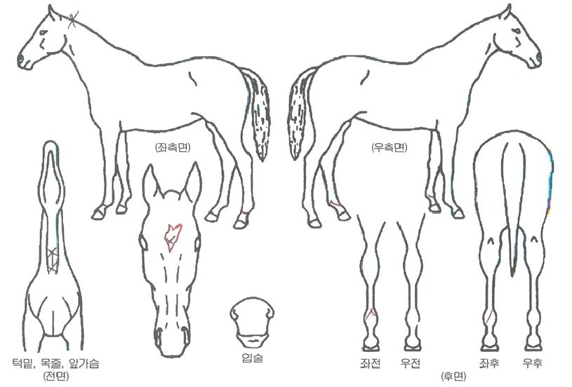 ��ĳ���� ����,���,�޸�,�λ�,�ٸ��� Ư¡����