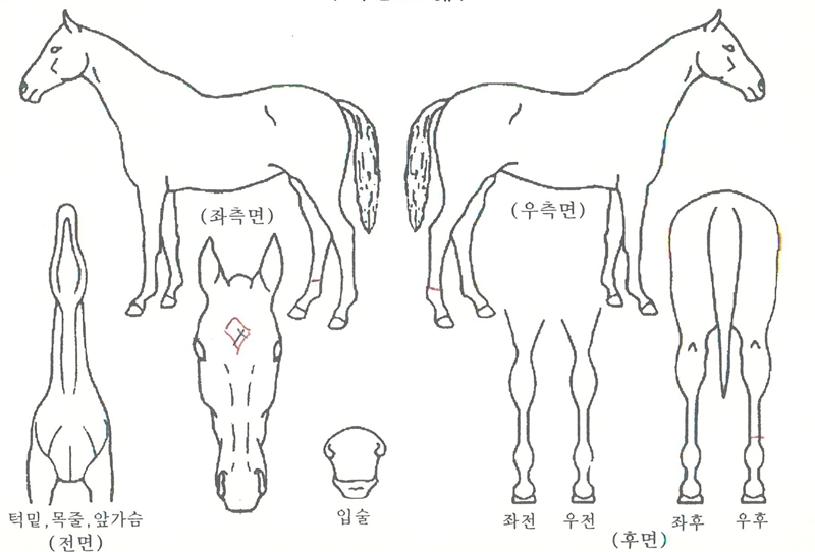 ������ ����,���,�޸�,�λ�,�ٸ��� Ư¡����