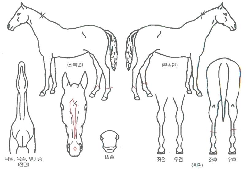 ÇØÇǽºÆ®ÀÇ Ãø¸é,¿ì¸é,µÞ¸é,µÎ»ó,´Ù¸®ÀÇ Æ¯Â¡µµÇØ