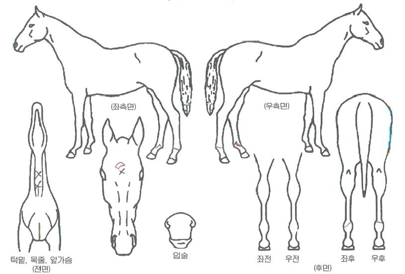 »êŸ¾È³ªÀÇ Ãø¸é,¿ì¸é,µÞ¸é,µÎ»ó,´Ù¸®ÀÇ Æ¯Â¡µµÇØ