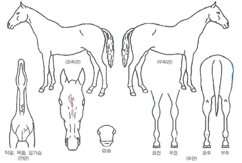 ½Ã¼±Æ÷ÂøÀÇ Ãø¸é,¿ì¸é,µÞ¸é,µÎ»ó,´Ù¸®ÀÇ Æ¯Â¡µµÇØ