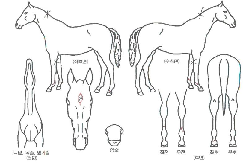 ���̿��������Ƽ�ڸ��� ����,���,�޸�,�λ�,�ٸ��� Ư¡����