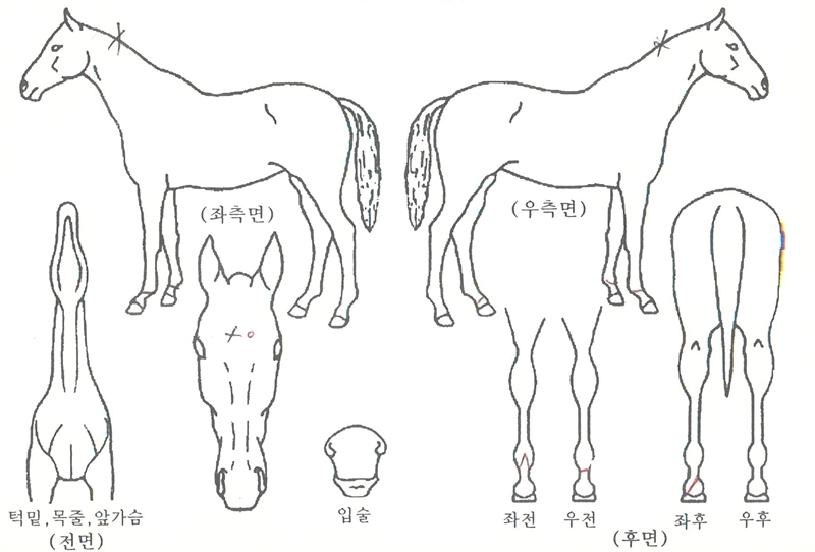 ��ī���� ����,���,�޸�,�λ�,�ٸ��� Ư¡����