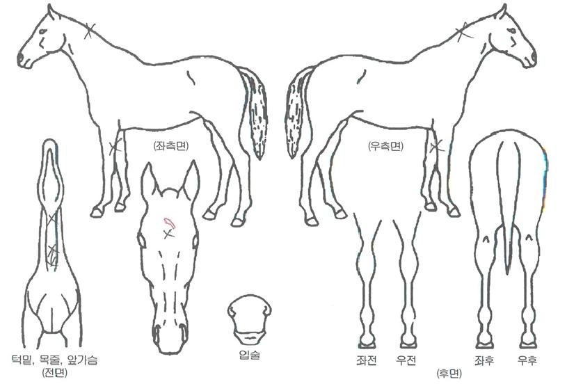 ¼±»þÀÎ¾ËÆÄÀÇ Ãø¸é,¿ì¸é,µÞ¸é,µÎ»ó,´Ù¸®ÀÇ Æ¯Â¡µµÇØ