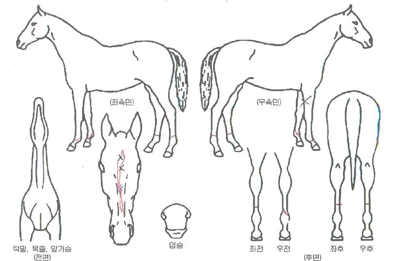 ´ÙÀ̵¹ÇÉÀÇ Ãø¸é,¿ì¸é,µÞ¸é,µÎ»ó,´Ù¸®ÀÇ Æ¯Â¡µµÇØ