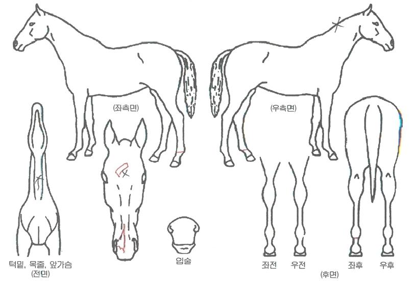 ȣũ¾ÆÀÌÁîÀÇ Ãø¸é,¿ì¸é,µÞ¸é,µÎ»ó,´Ù¸®ÀÇ Æ¯Â¡µµÇØ