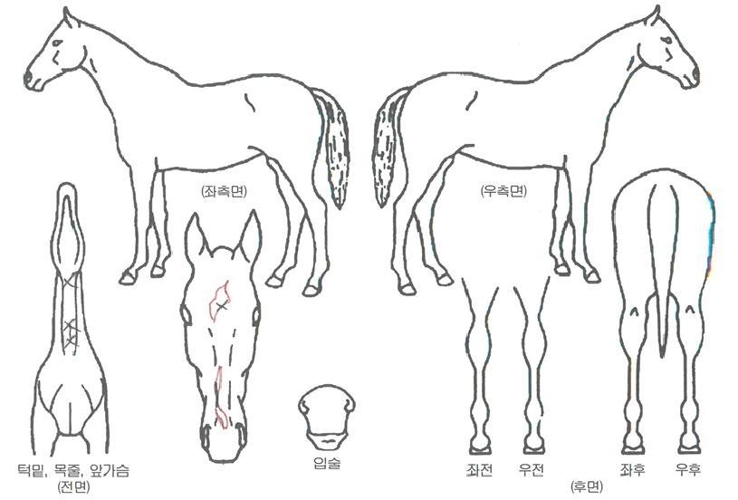 ¿¤¸®»þÀÇ Ãø¸é,¿ì¸é,µÞ¸é,µÎ»ó,´Ù¸®ÀÇ Æ¯Â¡µµÇØ