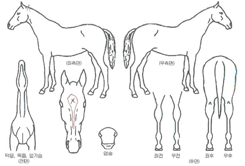 ÆÛ½ºÆ®Àεð¾ðÀÇ Ãø¸é,¿ì¸é,µÞ¸é,µÎ»ó,´Ù¸®ÀÇ Æ¯Â¡µµÇØ