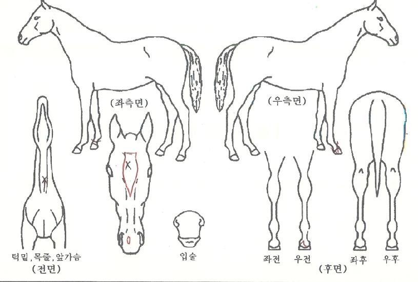 ������ȣ�� ����,���,�޸�,�λ�,�ٸ��� Ư¡����