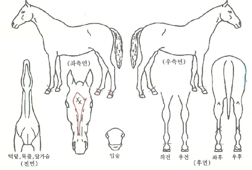 �������� ����,���,�޸�,�λ�,�ٸ��� Ư¡����