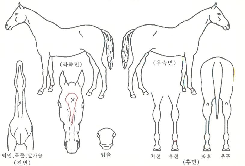 ÃÖ°íºñ½½ÀÇ Ãø¸é,¿ì¸é,µÞ¸é,µÎ»ó,´Ù¸®ÀÇ Æ¯Â¡µµÇØ