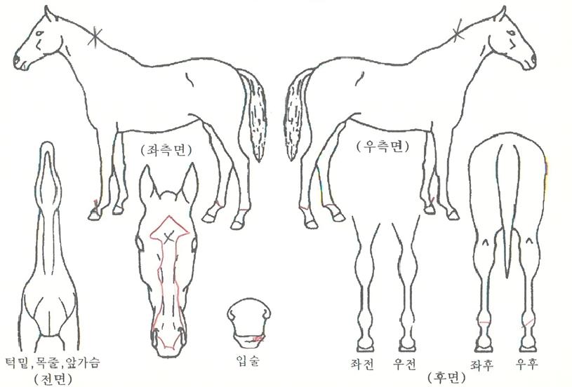 ��Ʈ���� ����,���,�޸�,�λ�,�ٸ��� Ư¡����