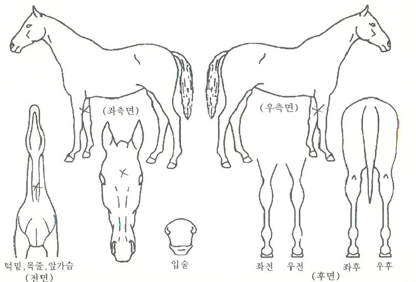 ǻ����ȣ�� ����,���,�޸�,�λ�,�ٸ��� Ư¡����