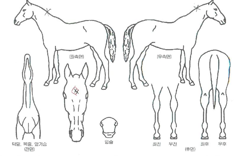 ���������� ����,���,�޸�,�λ�,�ٸ��� Ư¡����