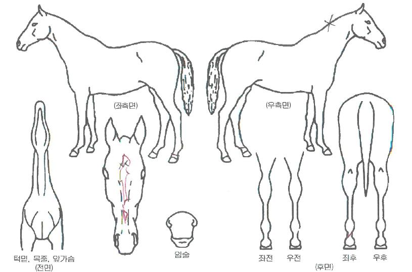 ��źŸ�� ����,���,�޸�,�λ�,�ٸ��� Ư¡����