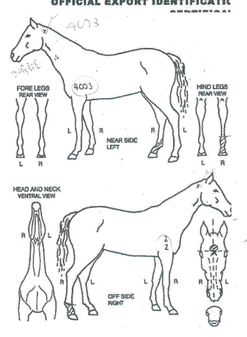 ÅÍÄ¡·¯ºêÀÇ Ãø¸é,¿ì¸é,µÞ¸é,µÎ»ó,´Ù¸®ÀÇ Æ¯Â¡µµÇØ