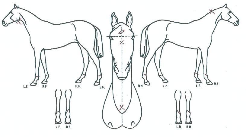 À̽ºÆ®ÄýÀÇ Ãø¸é,¿ì¸é,µÞ¸é,µÎ»ó,´Ù¸®ÀÇ Æ¯Â¡µµÇØ