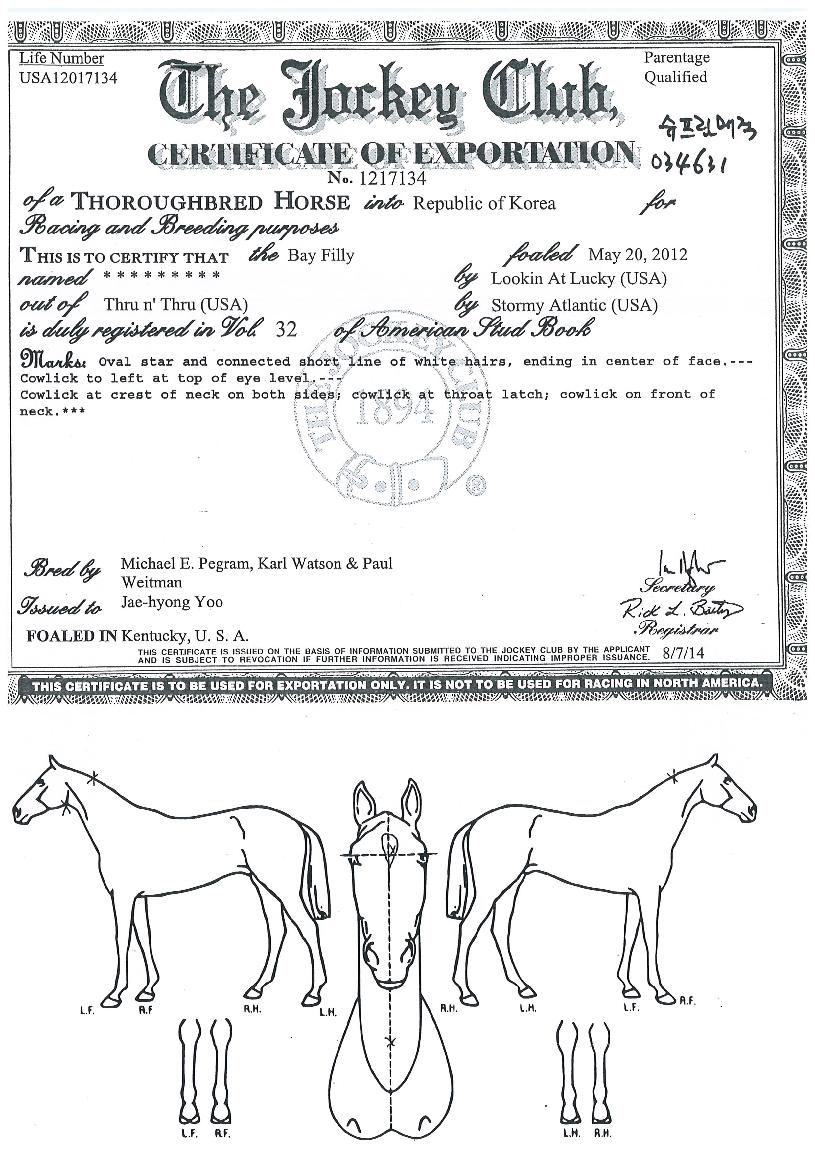 ½´ÇÁ¸²¸ÅÁ÷ÀÇ Ãø¸é,¿ì¸é,µÞ¸é,µÎ»ó,´Ù¸®ÀÇ Æ¯Â¡µµÇØ