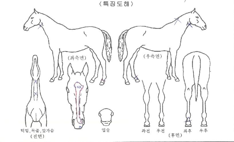 ÄðÅÍÄ¡ÀÇ Ãø¸é,¿ì¸é,µÞ¸é,µÎ»ó,´Ù¸®ÀÇ Æ¯Â¡µµÇØ
