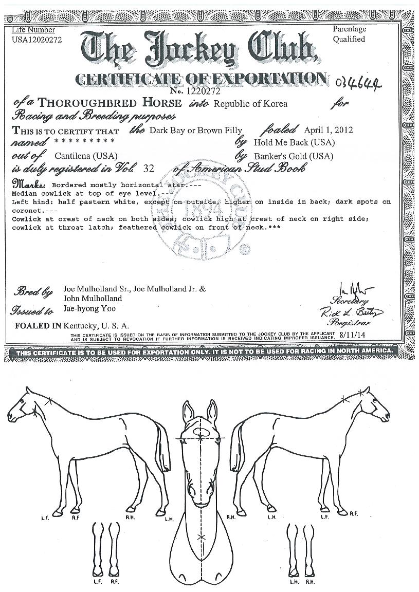 �޷������� ����,���,�޸�,�λ�,�ٸ��� Ư¡����