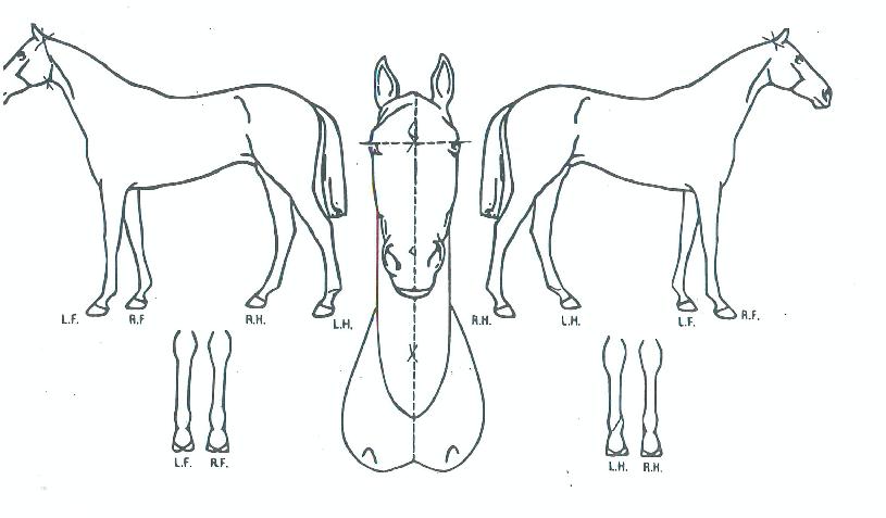 ·Î¿Áöºí¸®ÀÇ Ãø¸é,¿ì¸é,µÞ¸é,µÎ»ó,´Ù¸®ÀÇ Æ¯Â¡µµÇØ