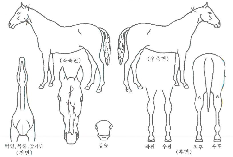 õ���� ����,���,�޸�,�λ�,�ٸ��� Ư¡����