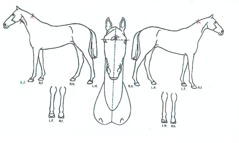 �ְ��÷����� ����,���,�޸�,�λ�,�ٸ��� Ư¡����