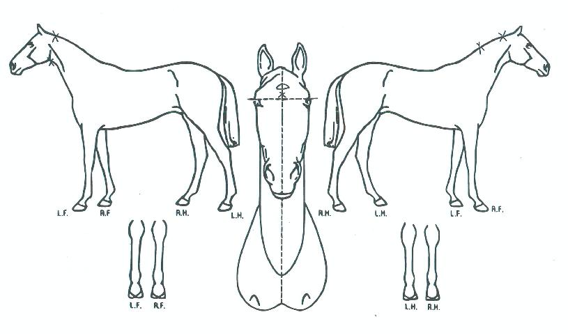 ���̵������� ����,���,�޸�,�λ�,�ٸ��� Ư¡����