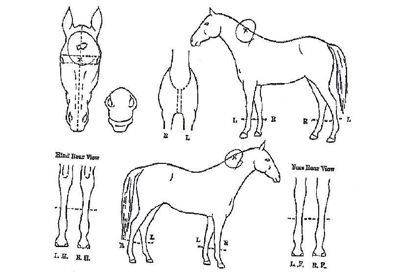 Æä´õ·²¸®½ºÆ®ÀÇ Ãø¸é,¿ì¸é,µÞ¸é,µÎ»ó,´Ù¸®ÀÇ Æ¯Â¡µµÇØ