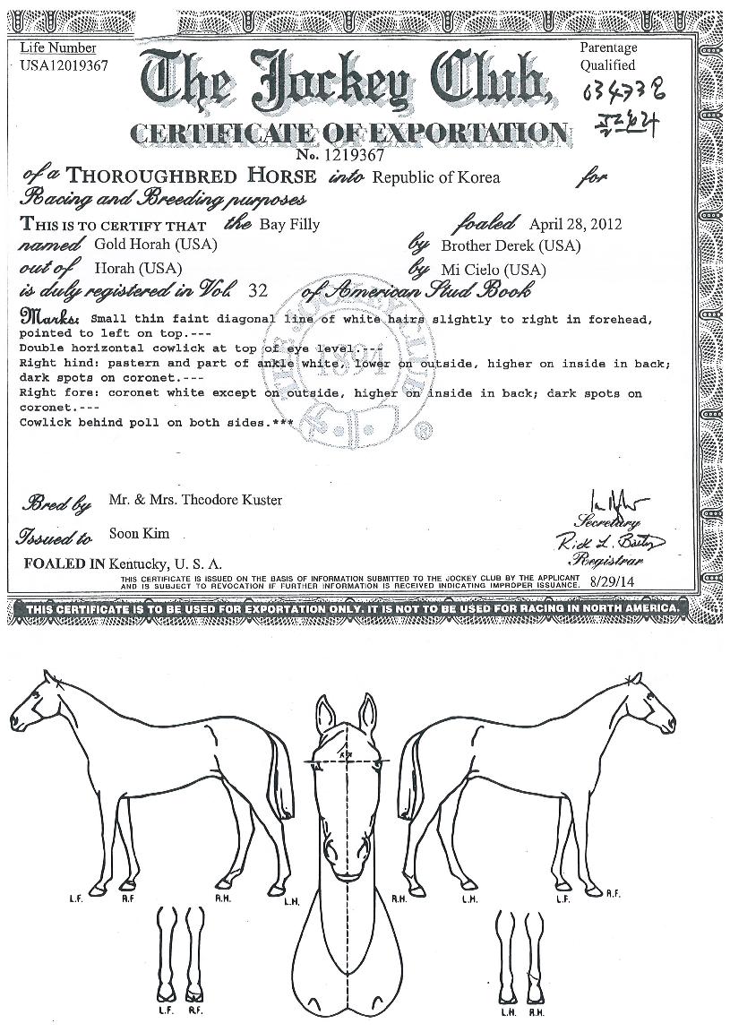 °ñµåÈ£¶óÀÇ Ãø¸é,¿ì¸é,µÞ¸é,µÎ»ó,´Ù¸®ÀÇ Æ¯Â¡µµÇØ