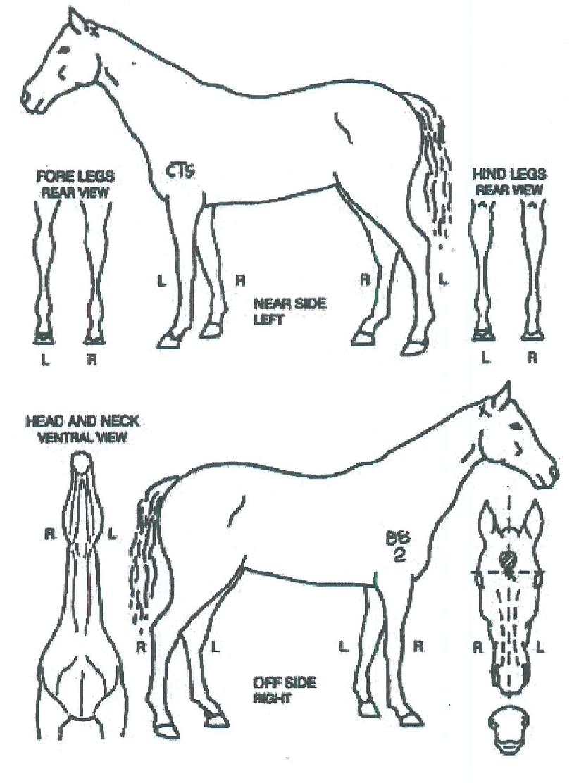 ��û���� ����,���,�޸�,�λ�,�ٸ��� Ư¡����