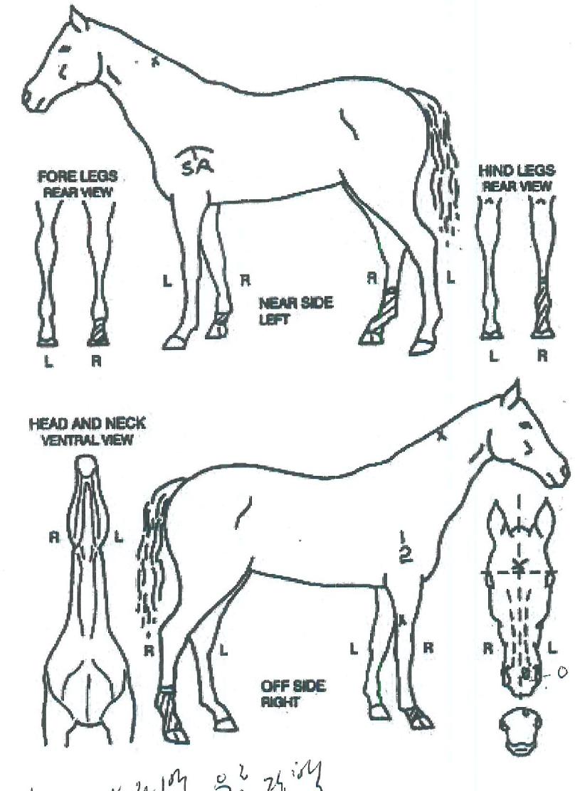 ½ÃƼ¿ïÇÁÀÇ Ãø¸é,¿ì¸é,µÞ¸é,µÎ»ó,´Ù¸®ÀÇ Æ¯Â¡µµÇØ