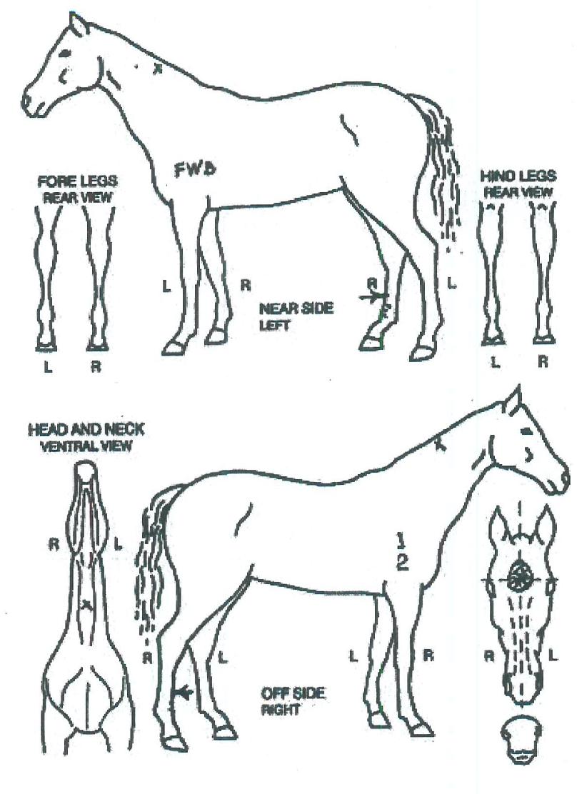 ¸ÅÁ÷ÇູÀÇ Ãø¸é,¿ì¸é,µÞ¸é,µÎ»ó,´Ù¸®ÀÇ Æ¯Â¡µµÇØ