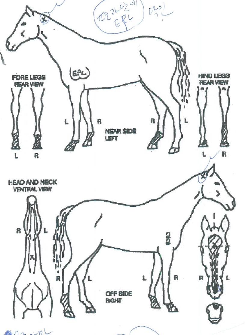 Áø°ÝÀÇ¿ÕÀÇ Ãø¸é,¿ì¸é,µÞ¸é,µÎ»ó,´Ù¸®ÀÇ Æ¯Â¡µµÇØ