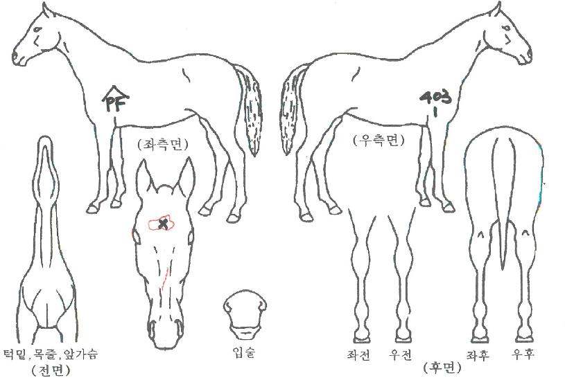 ºí·ç¿öºí·¯ÀÇ Ãø¸é,¿ì¸é,µÞ¸é,µÎ»ó,´Ù¸®ÀÇ Æ¯Â¡µµÇØ