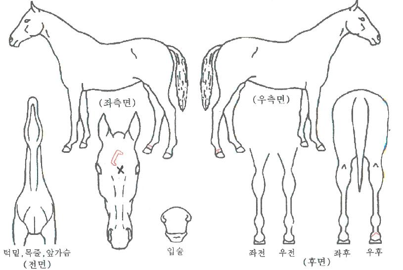 �̽���ü������ ����,���,�޸�,�λ�,�ٸ��� Ư¡����