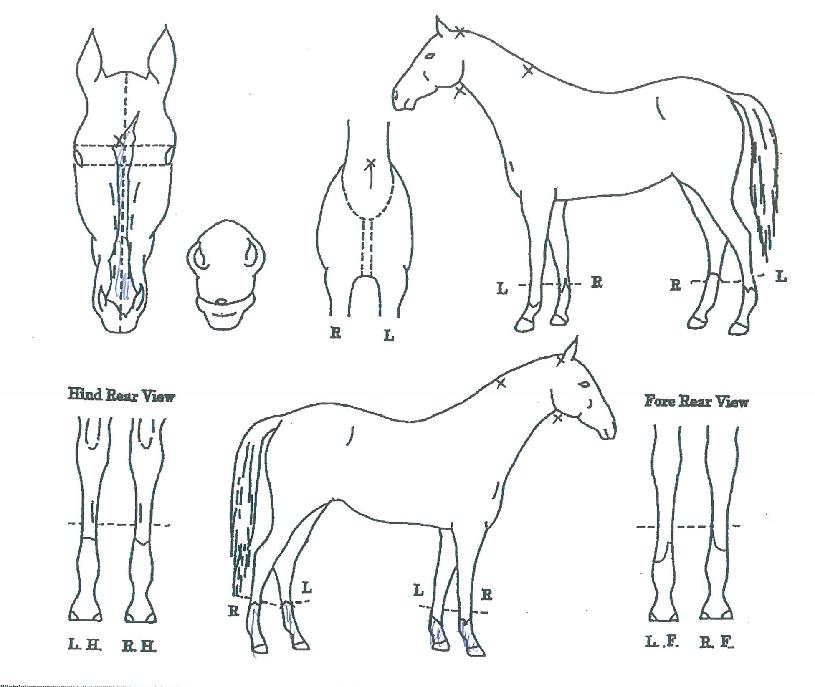 ±¹Á¦¸íǰÀÇ Ãø¸é,¿ì¸é,µÞ¸é,µÎ»ó,´Ù¸®ÀÇ Æ¯Â¡µµÇØ