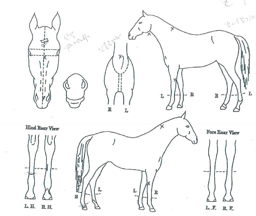 ¿ì½Â°ø°¨ÀÇ Ãø¸é,¿ì¸é,µÞ¸é,µÎ»ó,´Ù¸®ÀÇ Æ¯Â¡µµÇØ