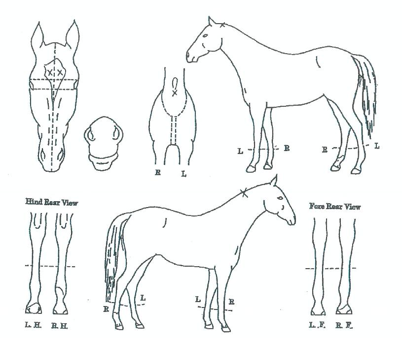 �ô����̵��� ����,���,�޸�,�λ�,�ٸ��� Ư¡����