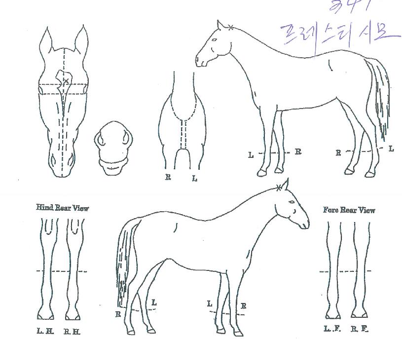 ������Ƽ�ø��� ����,���,�޸�,�λ�,�ٸ��� Ư¡����