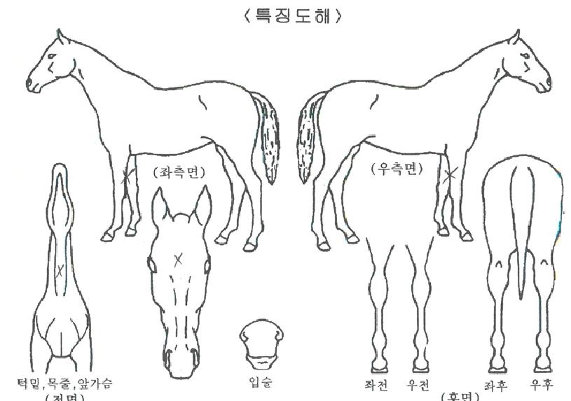 ÀÚ±âÀÇ Ãø¸é,¿ì¸é,µÞ¸é,µÎ»ó,´Ù¸®ÀÇ Æ¯Â¡µµÇØ