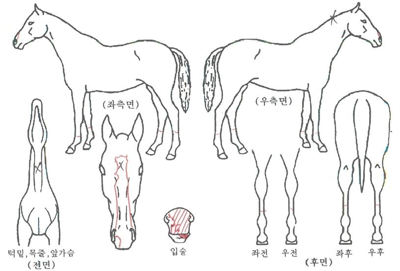 �����ŷ�Ʈ�� ����,���,�޸�,�λ�,�ٸ��� Ư¡����