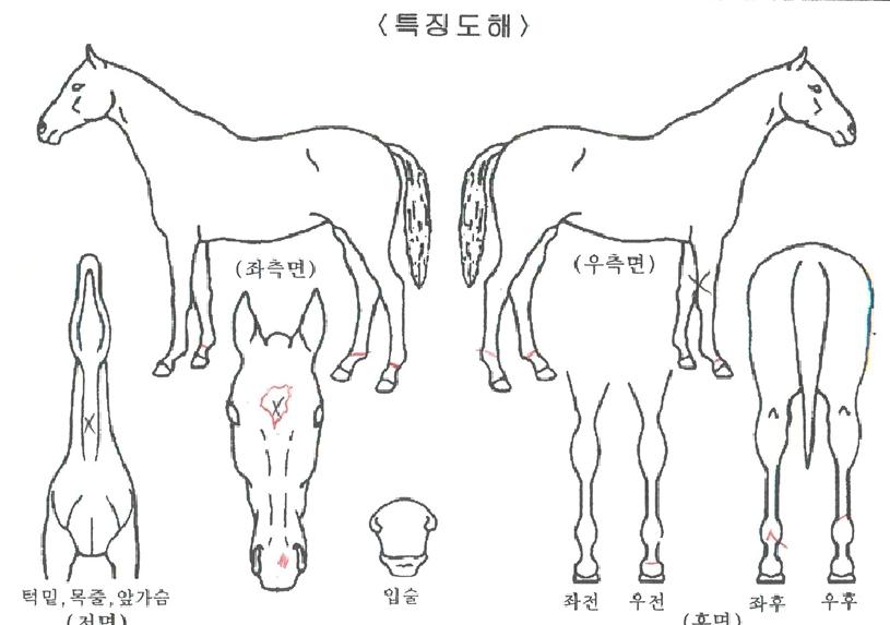 ����Ʈ�� ����,���,�޸�,�λ�,�ٸ��� Ư¡����